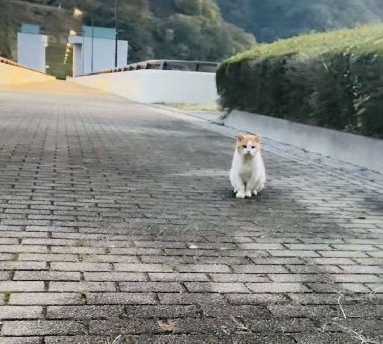 山奥で独りぼっちで佇む茶白猫