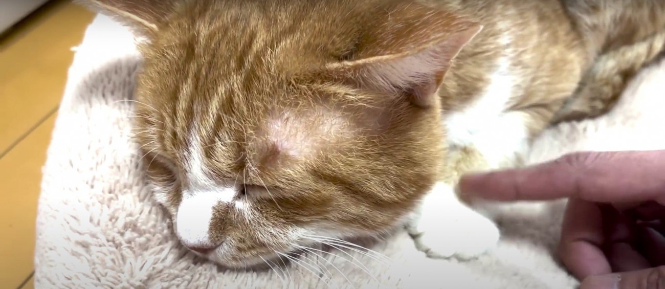 撫でられている猫