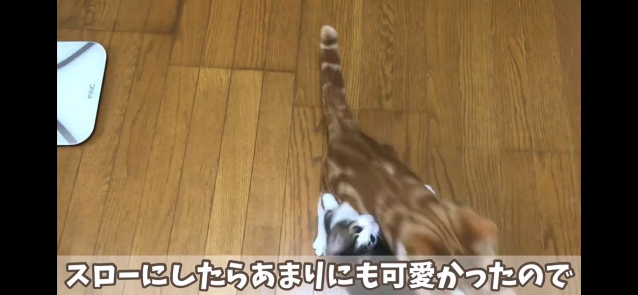 猫じゃらしに飛びつく猫ちゃん達