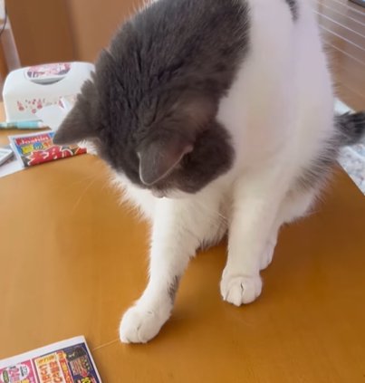 俯いて右前足を前に出す猫