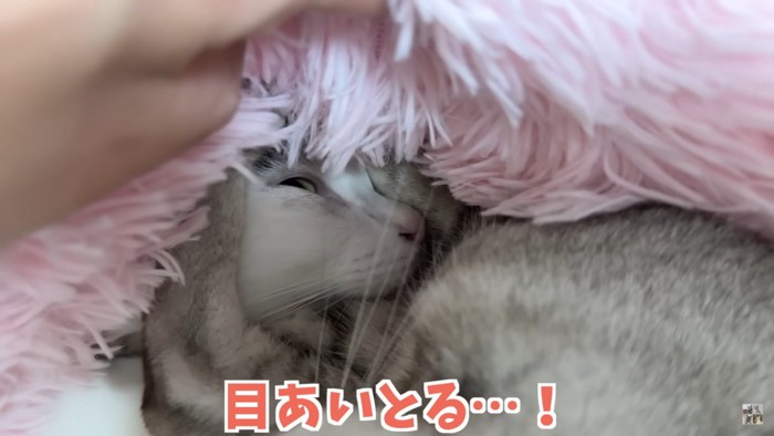 薄目を開ける猫