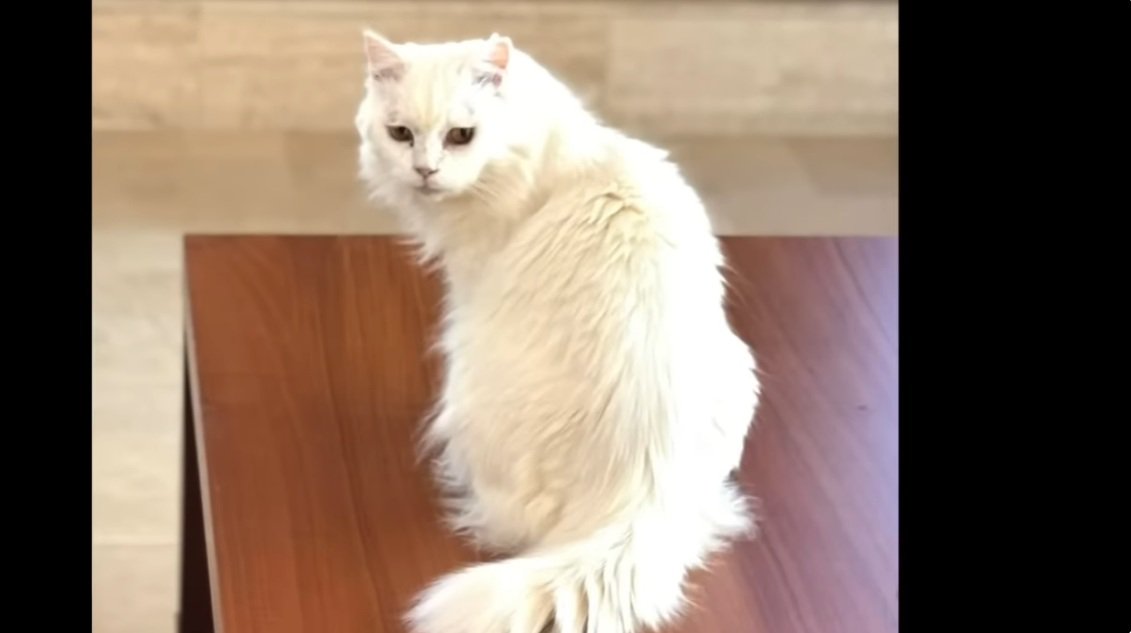 振り返っている長毛種の猫