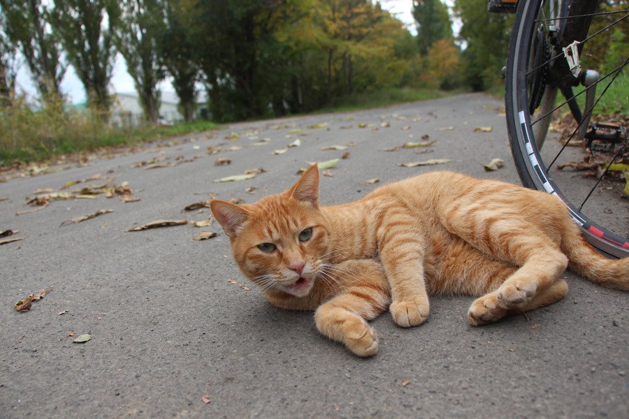 寝転ぶ茶トラ猫