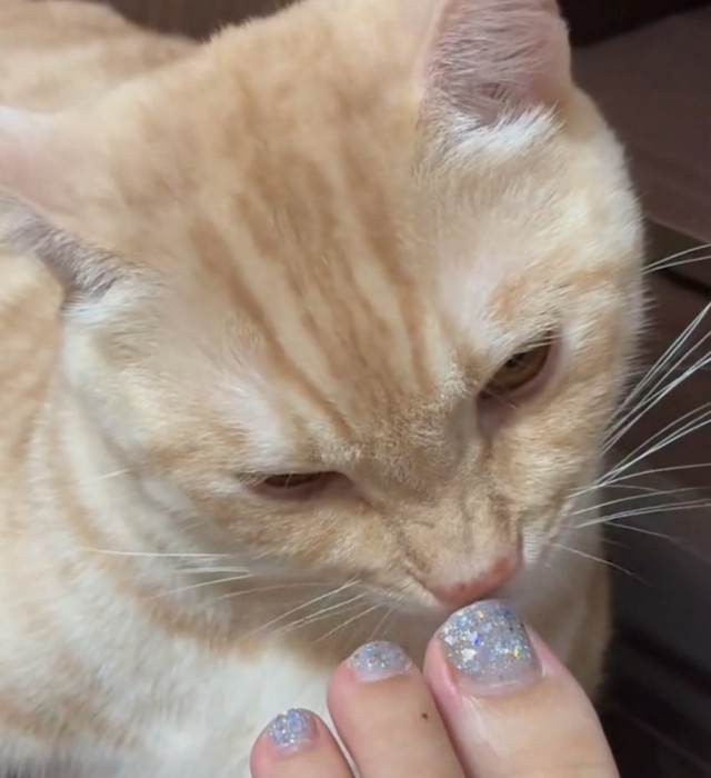 じっくり匂いを嗅ぐ猫