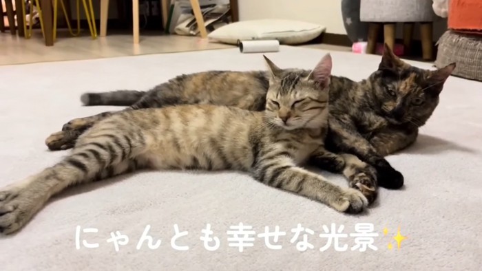 並んで横になる2匹の猫