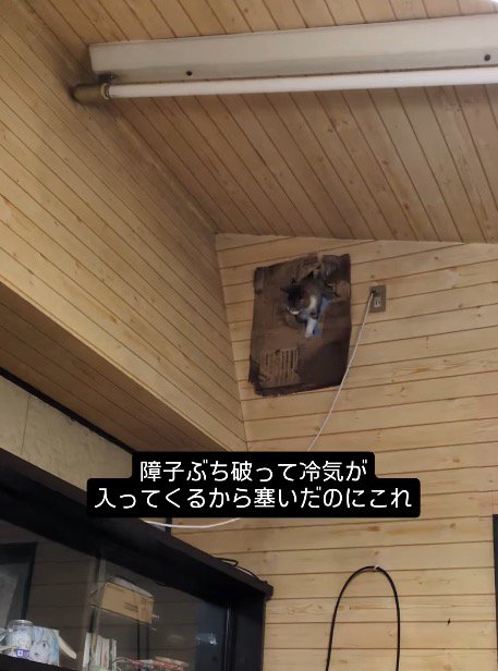 部屋の上部に開いた穴から顔を出す猫