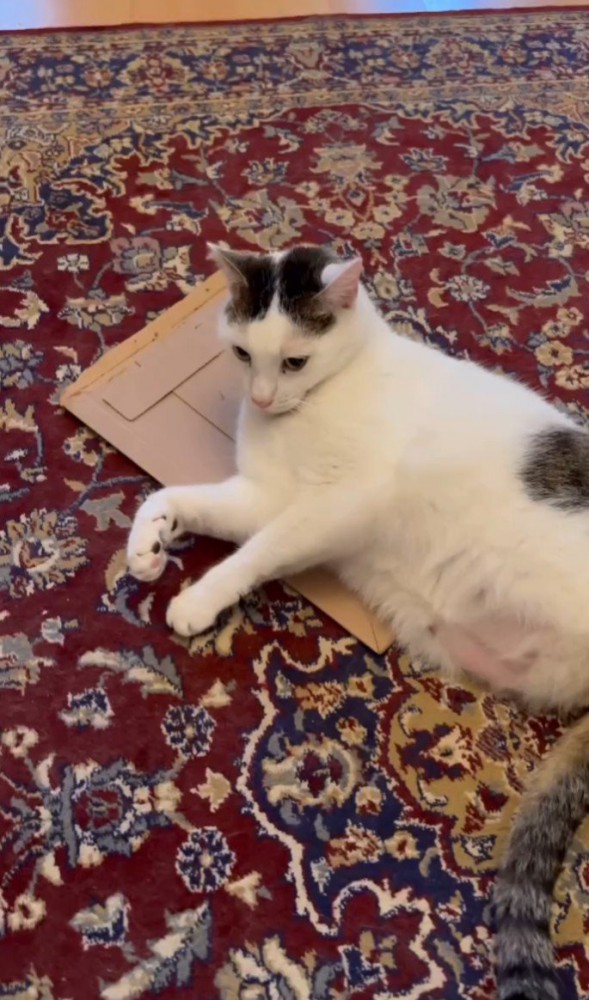 段ボールの上に寝そべる猫