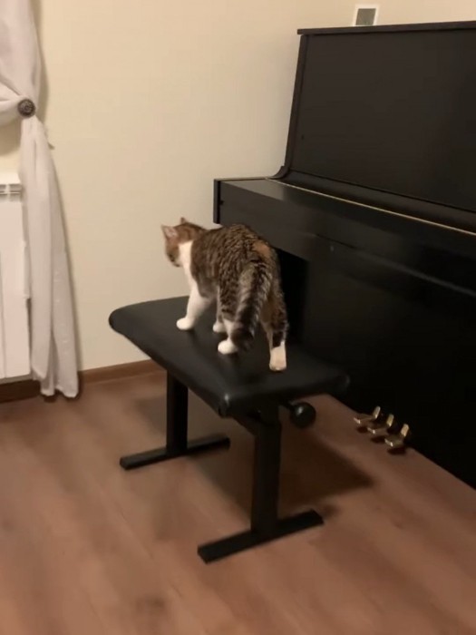 イスの上に立つ猫