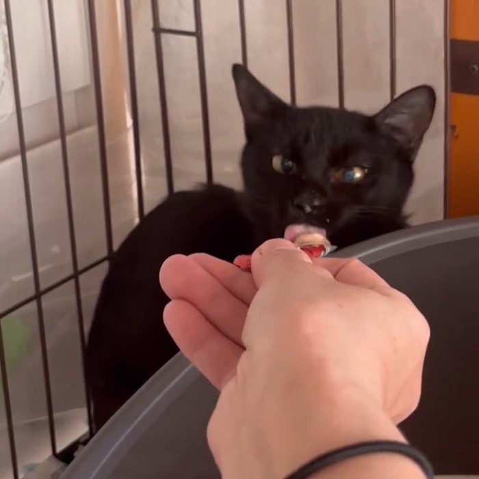 おやつを食べる猫