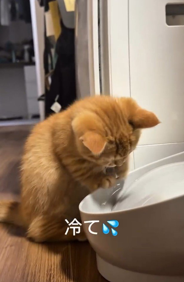 「冷て」と書かれた写真2