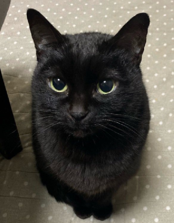 凝視する黒猫ちゃん