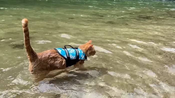 川に入る猫