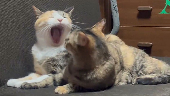 大あくびする三毛猫をじっと見るサビ猫