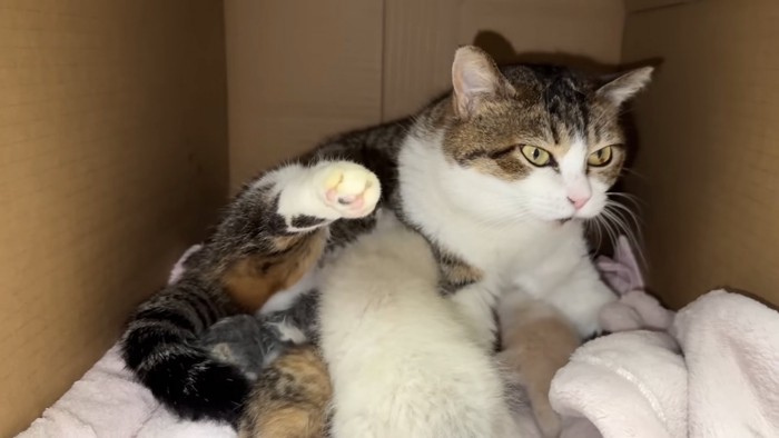 前を見て固まる猫