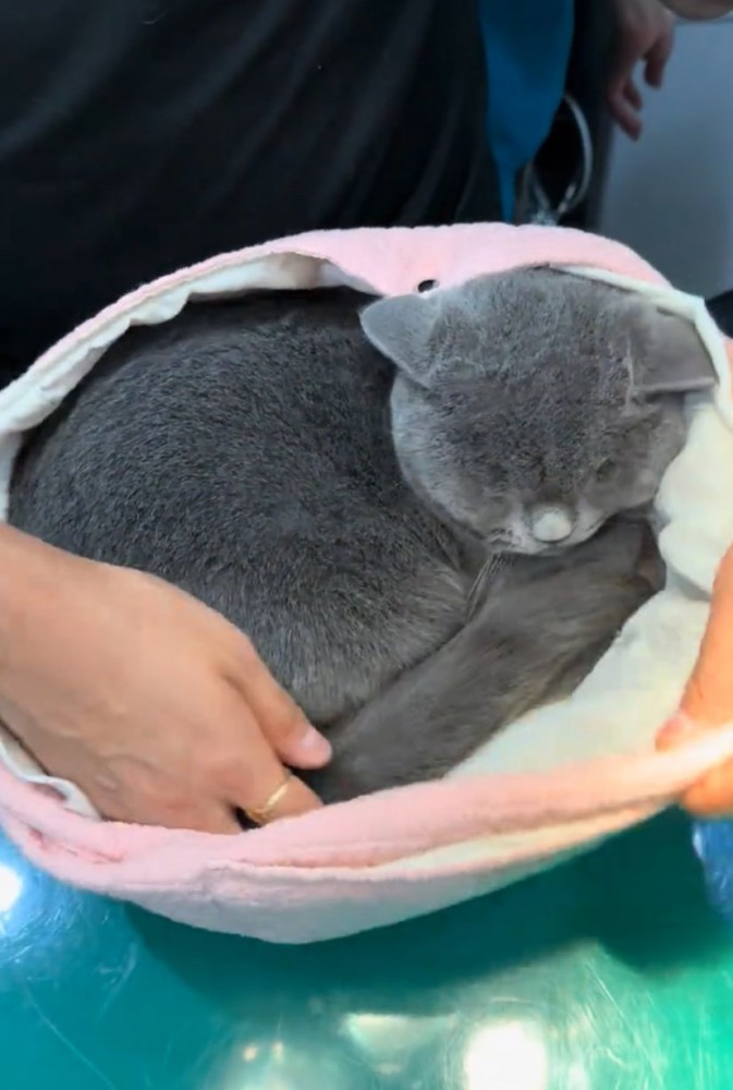 しっぽを入れる