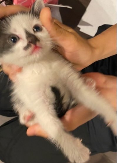 子猫時代のダイフクくん