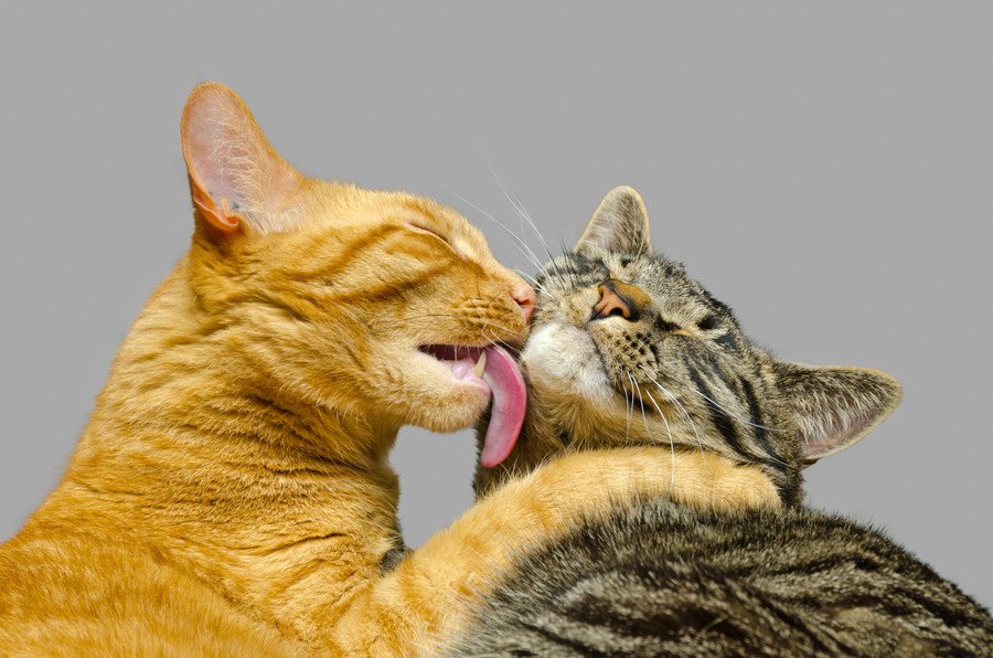 グルーミングをしてあげる猫