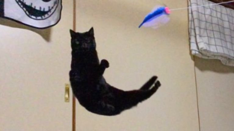 ジャンプしている猫