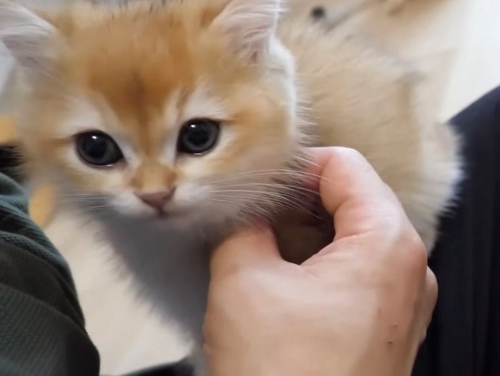 満足気な表情で顎をなでられる子猫