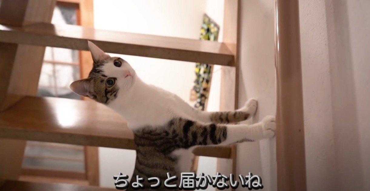 壁に両手をついて上を向く猫