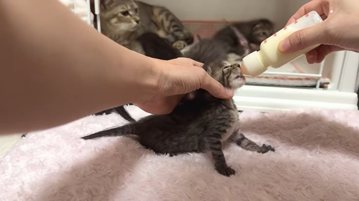 ミルクを飲む子猫