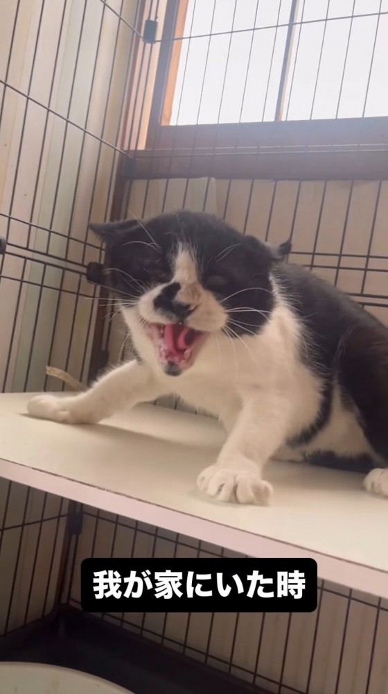 投稿者を見て威嚇をする猫