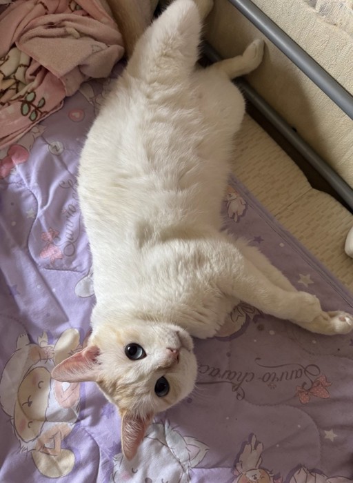 仰向けになる猫