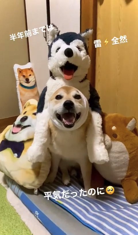 頭に包帯を巻いているぬいぐるみに囲まれた柴犬