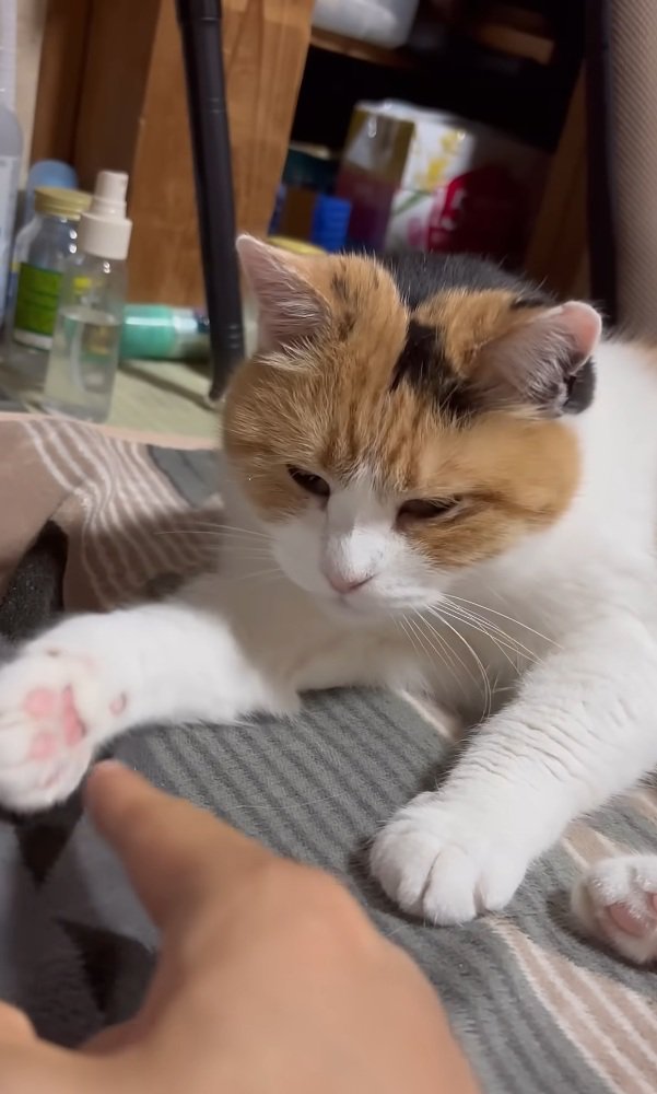 指を見る猫