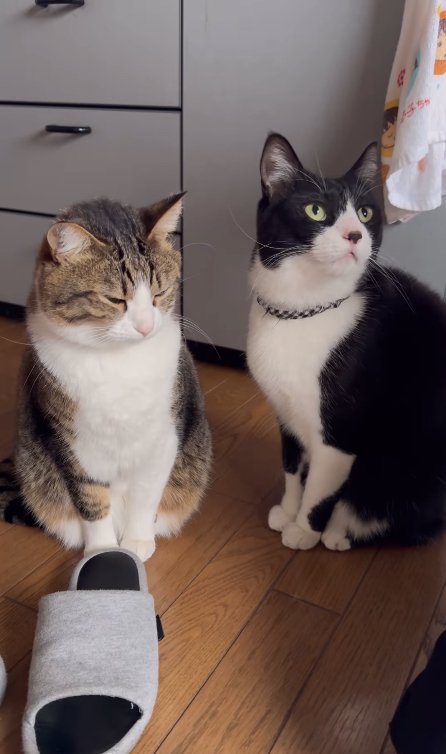 2匹並んでお座りをする猫たち