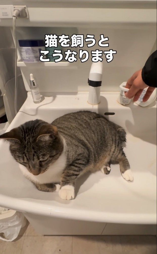 動かず座り続ける猫