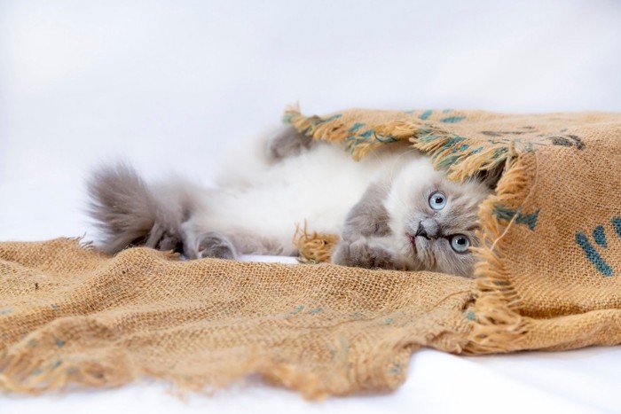 麻袋で遊ぶ猫
