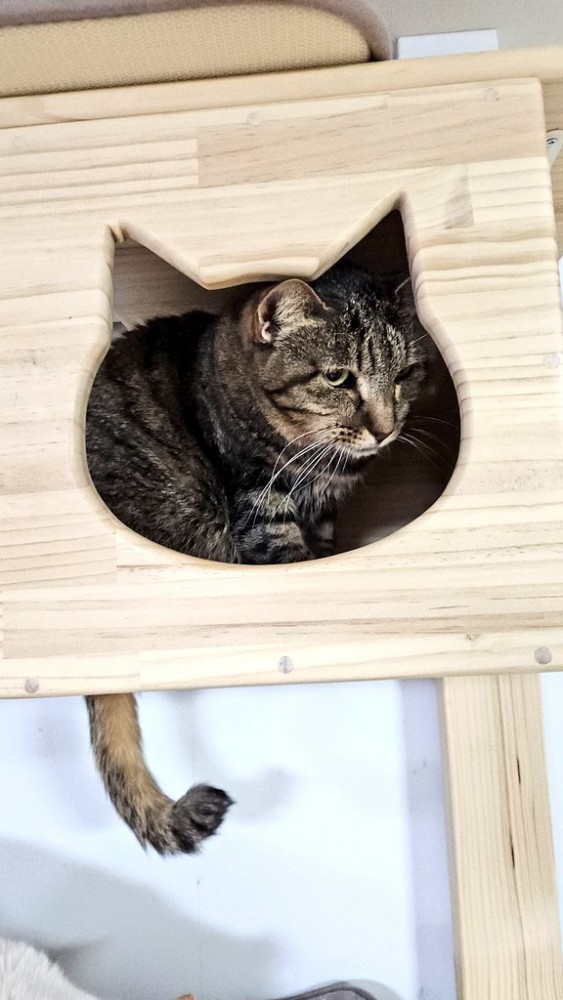 箱の中にいる猫の横顔