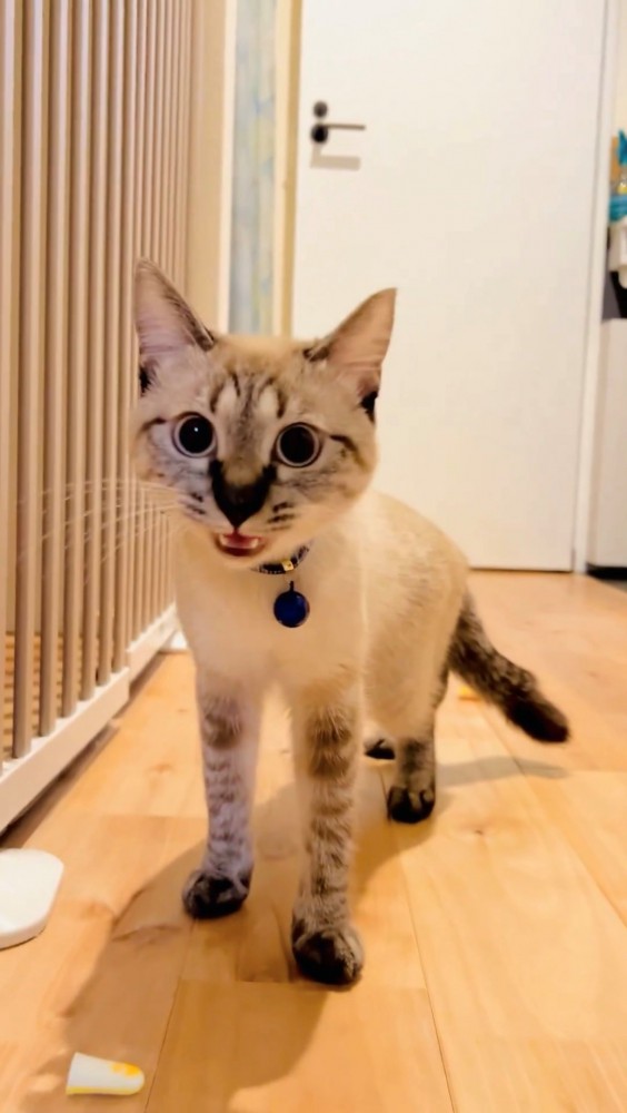 軽く首を傾げて鳴くシャムトラ