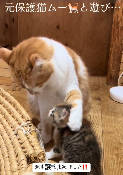 成猫に前足を乗せられる子猫