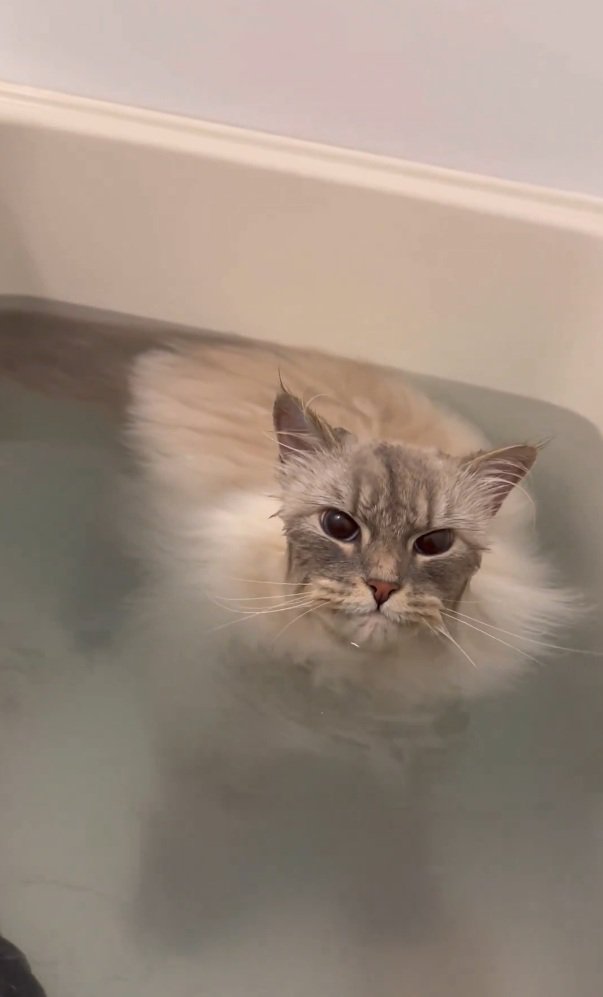 飼い主さんを見るいれぶんくん