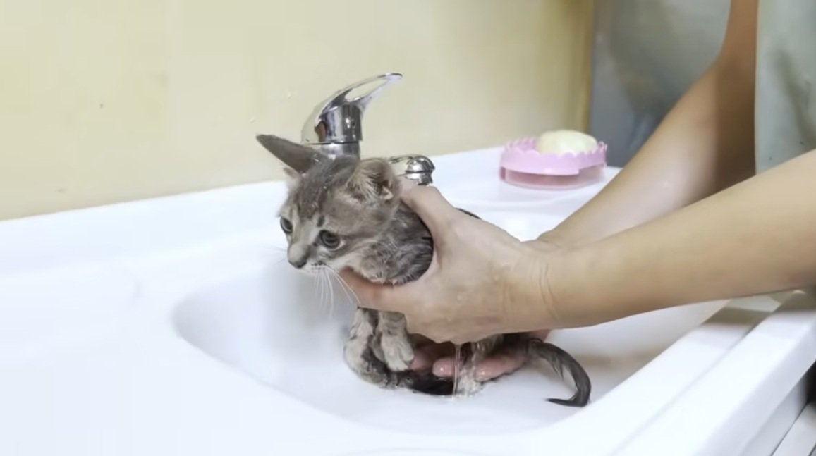 洗われている子猫
