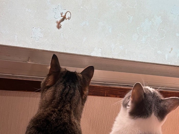 ヤモリを見つめる2匹の猫の後ろ姿