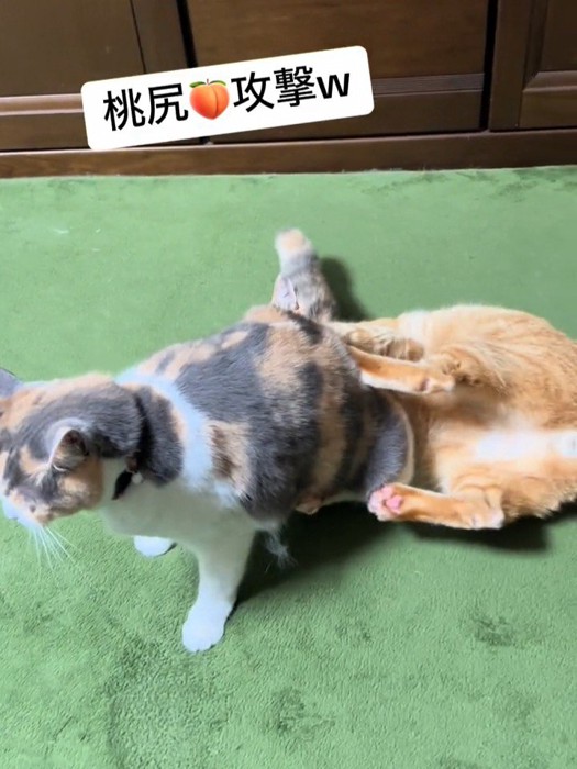 茶トラ猫の顔に座る猫