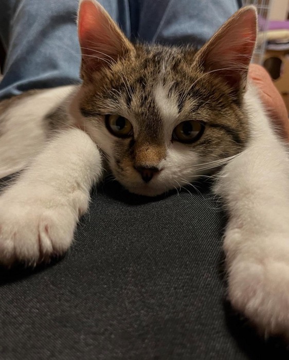 前足を伸ばす子猫