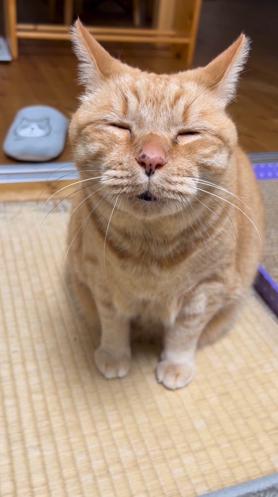 飼い主を見て小さく口を開く猫
