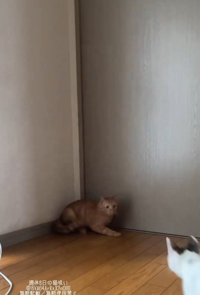 新入り猫を見つめる麦芽ちゃん