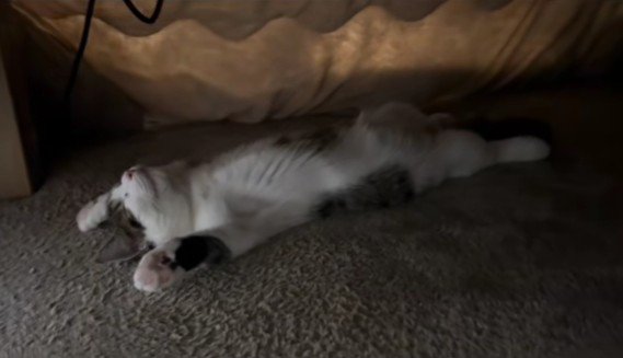 こたつで寝る猫