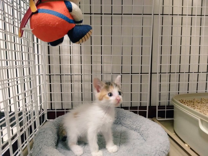 立っている子猫