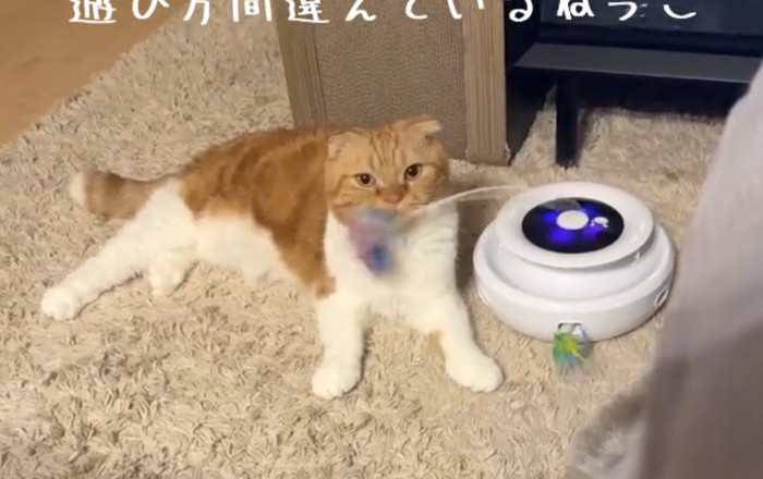 見つめる猫