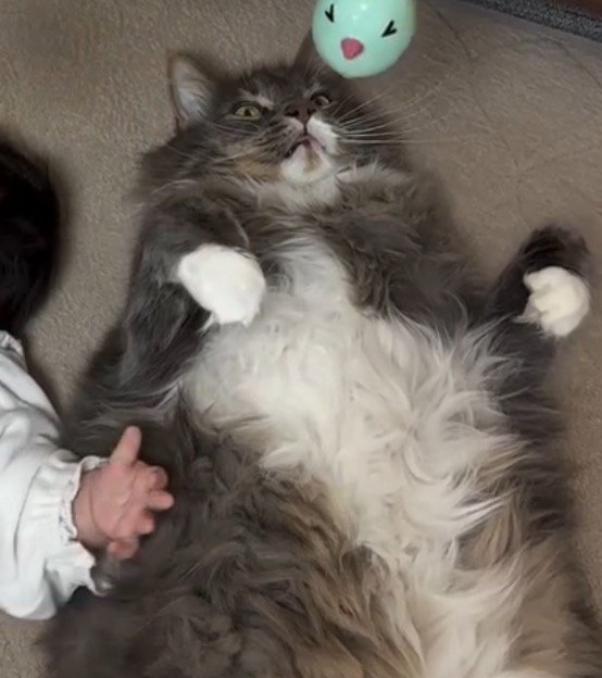 仰向けになって腕を動かす猫