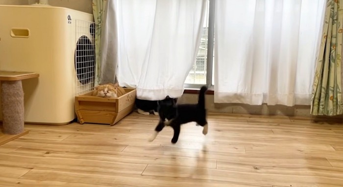 寝ている茶トラ猫と飛び上がる白黒猫