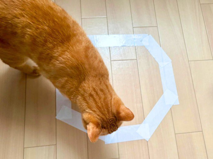 猫転送装置に入るか悩んでいる猫