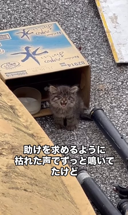 段ボールの前で口を開ける子猫
