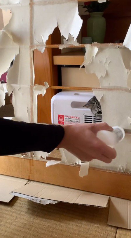 障子越しに飼い主の手を見つめる猫